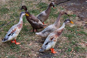 DSC_1948-slideshow-26-12